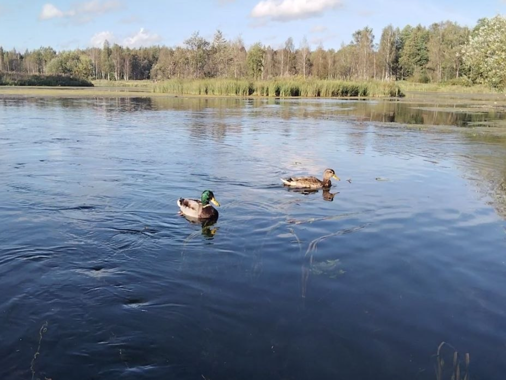 Флора и фауна Ленинградской области