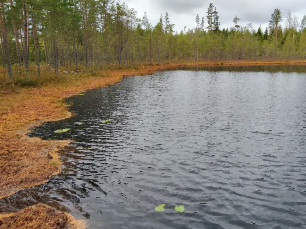 Линия Маннергейма и эко-тропа Ярви: леса и история Карельского перешейка