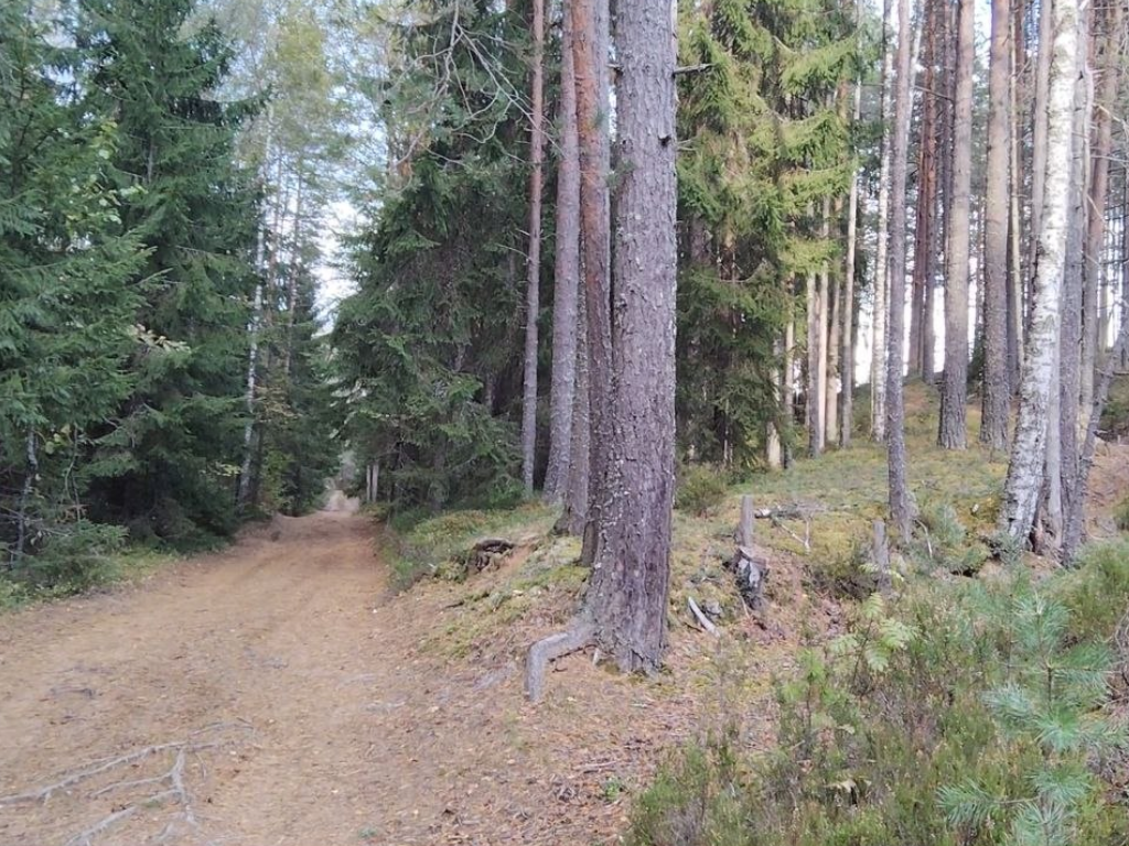 Линия Маннергейма и эко-тропа Ярви: леса и история Карельского перешейка