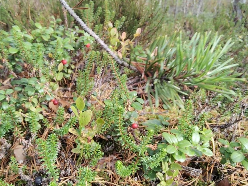 Линия Маннергейма и эко-тропа Ярви: леса и история Карельского перешейка